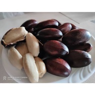 Buah perah mentah 100 biji / buoh peroh hutan