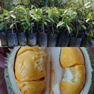 ๑►☎Anak Pokok Durian Musang King D197