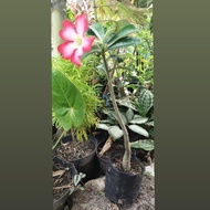 bonsai Adenium pink
