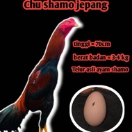 telur fertil ayam Bangkok Chu shamo jepang