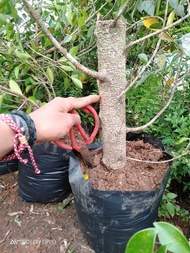 Bahan bonsai Kimeng cangkok jumbo ukuran lengan siap program ground