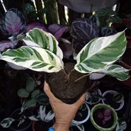 ☈∏✽Calathea White Fusion (Potted)