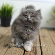 ADOPSI KUCING KITTEN PERSIA LONGHAIR MEDIUM FLATNOSE