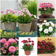 Daisy Seeds for Planting (Mixed Color 200 Seed) Daisy Plant Seeds Flower Seeds for Gardening Bonsai 