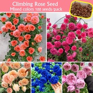 Climbing Rose Seed for Sale (100 Seeds/bag) Climbing Flower Seeds Flowering Plants Seeds Indoor Plants Outdoor Potted