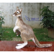 Animal World Male Australian Gift Australian Kangaroo Children Zoo Decoration Simulation Wild Girl M