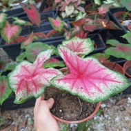 Keladi / Caladium Rosebud / White Queen / Cat Tumpah / Infiniti / Syngonium Gold / Syngonium White