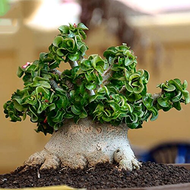 5 pcs | Rare Adenium DHA Seed
