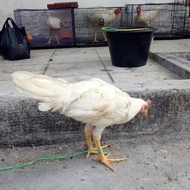 Ayam Kampung Jantan Putih Mulus - #Flashsale #Gratisongkir