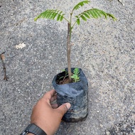 Anak pokok petai (kahwin) cepat berbuah