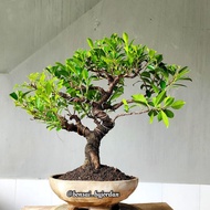 Pohon Bonsai Prospek Beringin Kimeng (Ficus microcarpa) Medium Antik