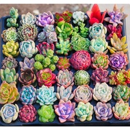 Singapore Ready Stock 100pcs Mixed Succulent Seeds ​Flower Seeds for Planting Balcony Garden Decoration Outdoor