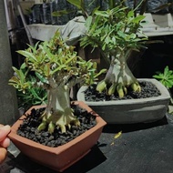 Adenium Percabangan Bonsai