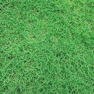 ขายส่ง 10000 เมล็ด  เมล็ดหญ้าเบอร์มิวด้า Bermuda Grass หญ้าแพรก Cynodon dactylon หญ้าเป็ด หน่อเก่เด หญ้าปูสนาม สนามหญ้า พืชตระกูลหญ้า เมล็ดพันธ์หญ้า
