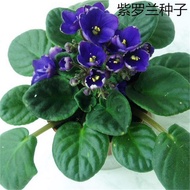 [Supply] Bulk Violet Seed Grass Osmanthus Four Peach Grass Violet Seed Ornamental Price
