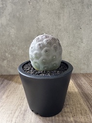 習志野 多肉植物 塊根 盆栽 仙人掌
