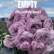 ENGLISH Rose Plant PURPLE COLOR