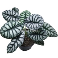 alocasia silver dragon alocasia dragon silver alocasia tengkorak