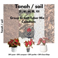 Tanah / soil khas aroid Group 6: Soft Tuber Mix → Caladium