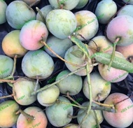 mangga apel muda isi 1 kg