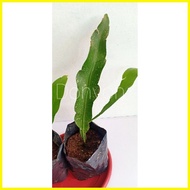 ☾ ✔ ☸ Queen of the Night (Live Plant)