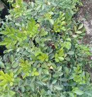 Kemuning Jawa / Bahan Bonsai Kemuning