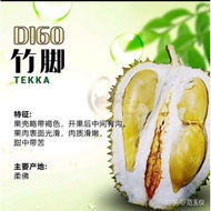 Anak Pokok Durian D160 Tekka🌱🔥D160竹脚榴莲树苗 🌱🔥Musang Queen D160 🌱🔥