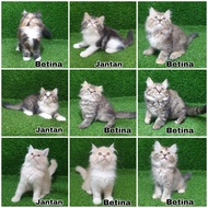 jual kitten persia anak kucing angora anggora lucu flatnose