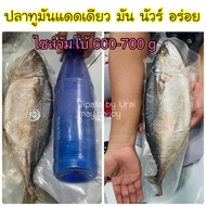 ปลาทูมันแดดเดียว จัมโบ้ มันมากอร่อยชัวร์ มันใหญ่มาก