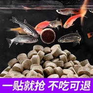 Patch Fish Food Guppy Traffic Traffic Lantern Fish Angel Fish Betta Zebra Fish Small Tropical Orname