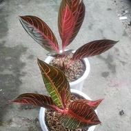aglonema red Sumatra..
