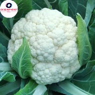 CAULIFLOWER SEEDS (100 seeds) 45 Days-Organic Cauliflower Vegetable Seeds