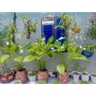 Daffodil cypress tree 40 to 65 cm tall