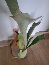 鹿角蕨連木板掛飾