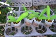  Phal. equestris var. alba 2.5" 盆(4446)