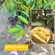 ต้นทุเรียน พันธุ์ทุเรียนหมอนทอง เสียบยอด (Durian Cleft  Grafting) สั่งได้ไม่จำกัดจำนวน   (รับประกันสินค้า ส่งใหม่ฟรีหากสินค้าเสียหาย!!)