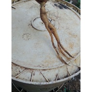 STRONG ROOTS, NATURAL ROOTS, LARGE ROOTS. PRICE PER 2 STICKS