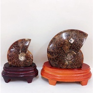 Fengshui Natural Ammonite with Stand