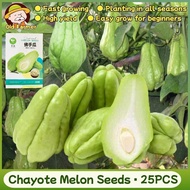 100% Original Fresh Chayote Seeds for Planting Organic Vegetables Seeds (Fast Growing 25 Seed) Rare 