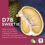 Durian D78 Mardi rare