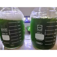 (CONCENTRATED) Live Marine Microalgae/Phytoplankton Culture - Chlorella Vulgaris (University Culture