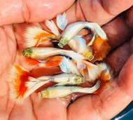 Dumbo santa claus guppy 1 pair ready breed