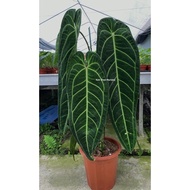 Anthurium Warocqueanum Queen Dark Form /（S/M/L/SIZE）/Bunga Hidup