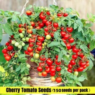 70pcs Fresh Black Cherry Tomato Seeds for Sale Dwarf Tomato Seeds Bonsai Fruits Seeds for Planting V