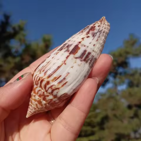 Long Taro Snail Shell Natural Conch, Fish Tank Decoration, Handmade Materials, collection treasure