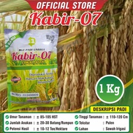 🌱 BENIH UNGGUL | CEPAT TUMBUH 🌱 BIBIT PADI UNGGUL KABIR 07 ASLI NANGGRO ACEH ✅ MUDAH DIRAWAT • HASIL