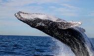 Lake Macquarie Half-day Whale Watching & Marine Life Tour