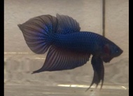 Wild Betta Fish Smaragdina Hybrid Male _random pick