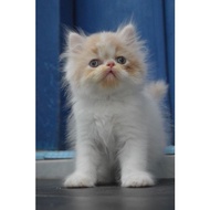 Kucing Persia Himalaya Ragdol Peaknose Flatnose Munchkin Maincoone