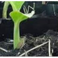 Anak Pokok Pisang Rastali Buah Buahan Fruits Live Plant